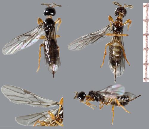 Histeromerus mystacinus
